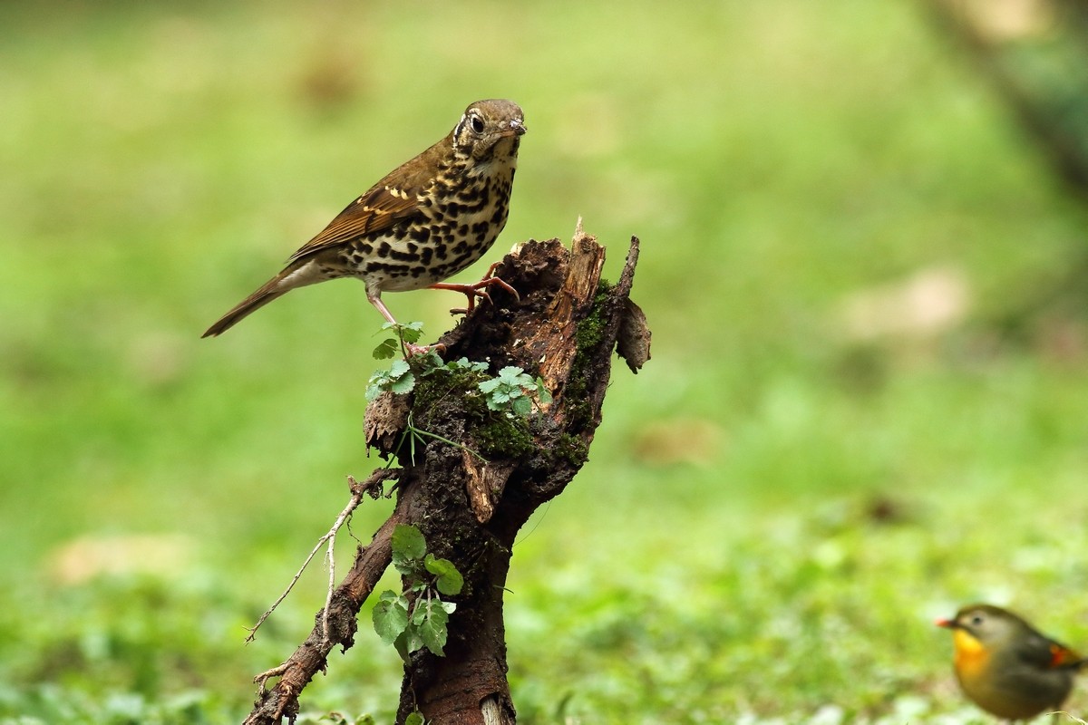 宝兴歌鸫与相思鸟