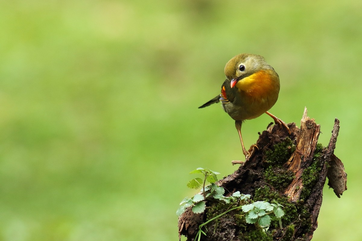 宝兴歌鸫与相思鸟