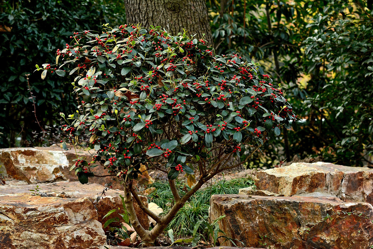 尼康7100和卡尔察司 85mm F/1.4