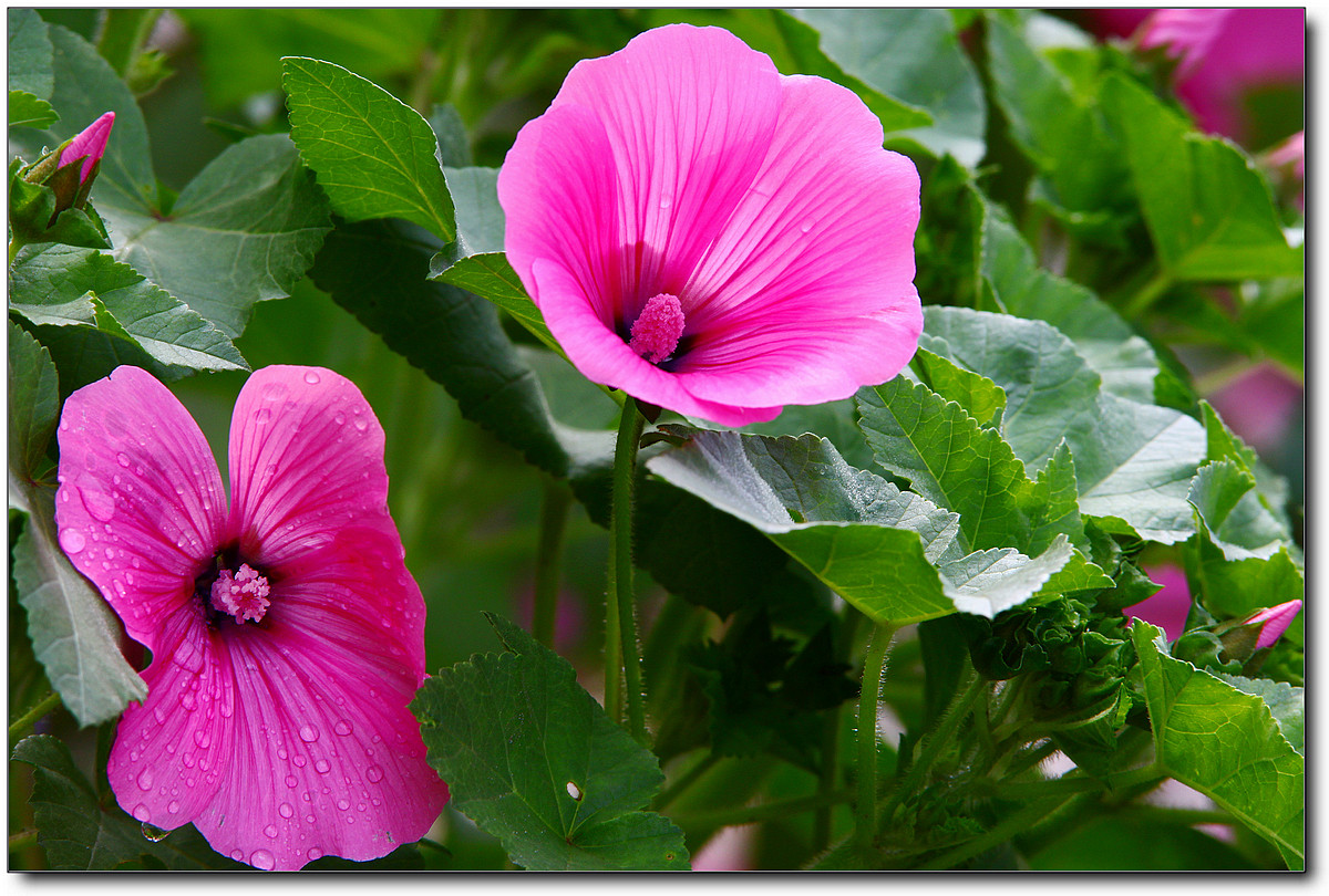 携一组秋葵花祝贺好友“沙漏里的沙”荣任佳能7DⅡ星空(中国)版主！