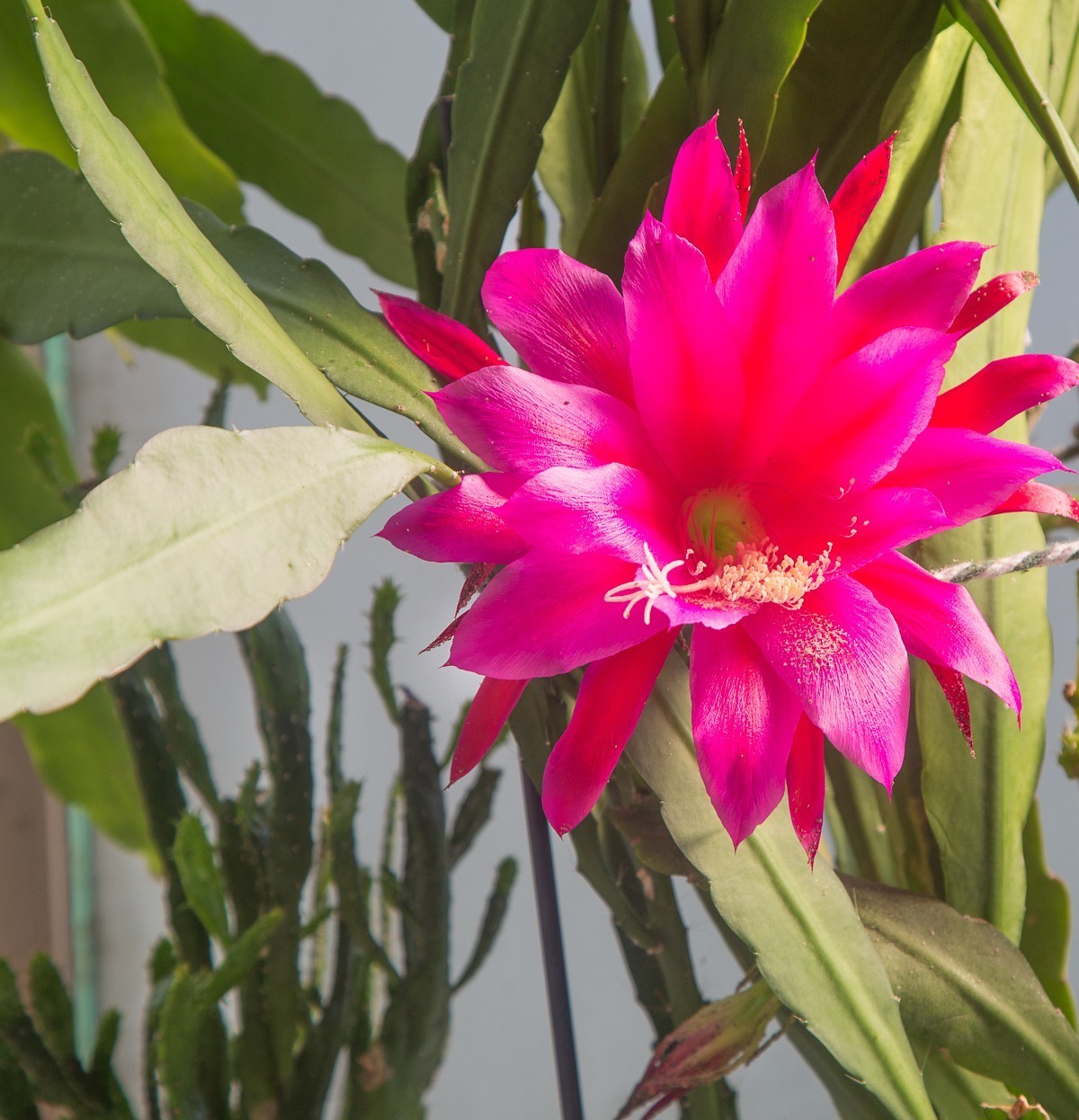 20200602五彩令箭花