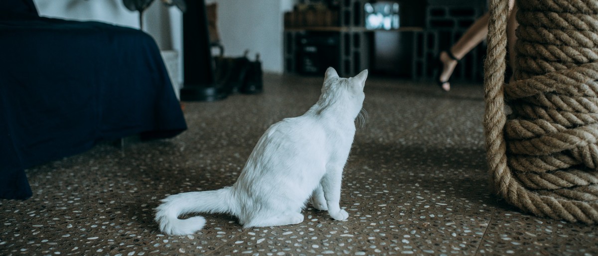 【罗兵】做我的猫