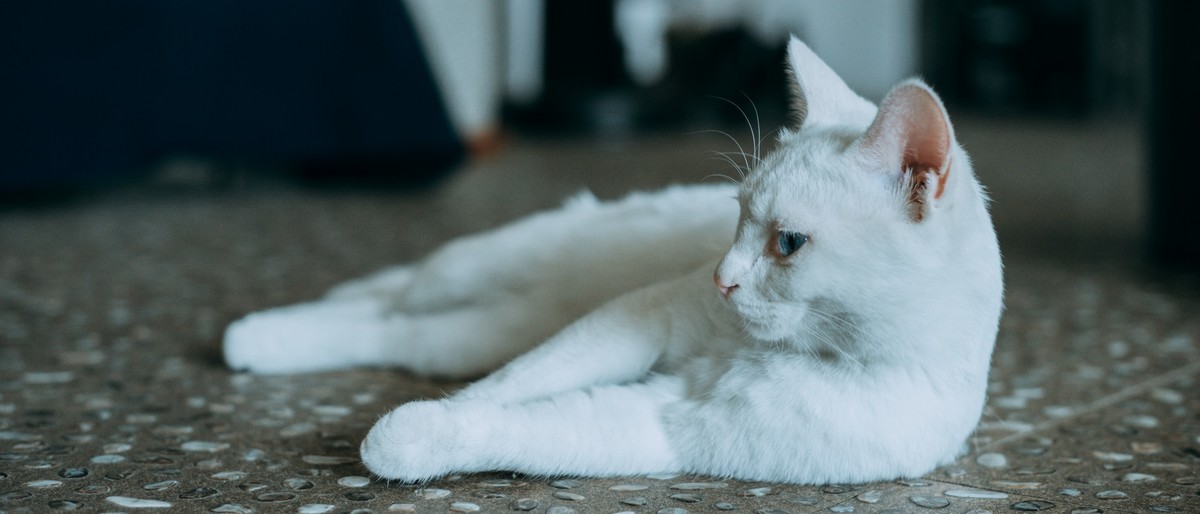 【罗兵】做我的猫