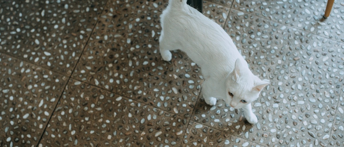 【罗兵】做我的猫