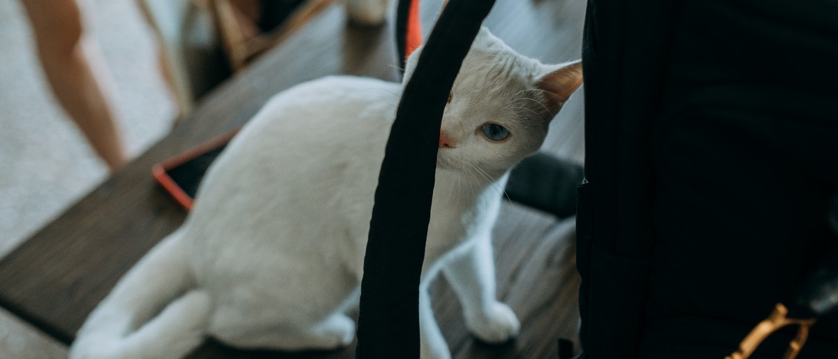 【罗兵】做我的猫