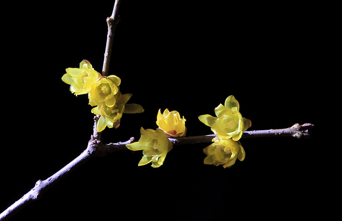 阳光、花、时间就是机会，新版第一帖再次拍《腊梅》含蓄质感型，对应上次热烈奔放型