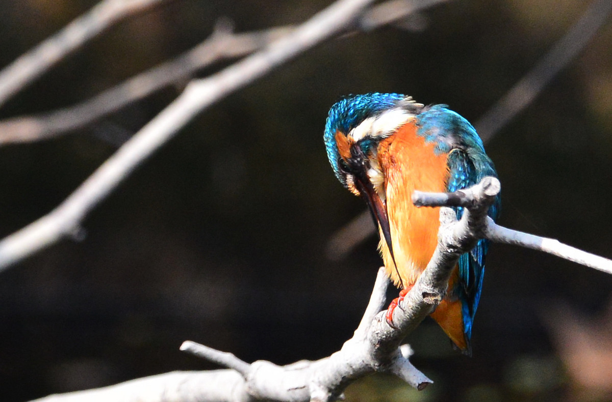 试镜头时偶遇小翠