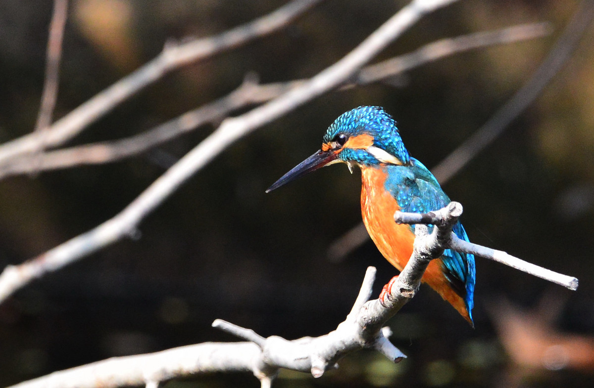 试镜头时偶遇小翠