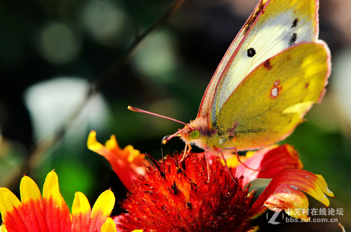#尼康微距作品赏析第一期#手持拍蝴蝶手持拍蝴蝶