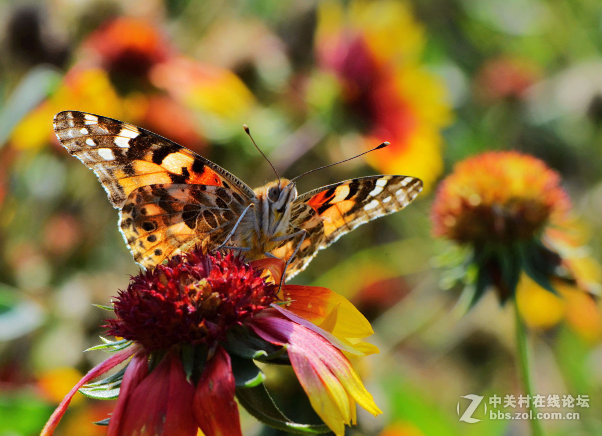 #尼康微距作品赏析第一期#手持拍蝴蝶手持拍蝴蝶
