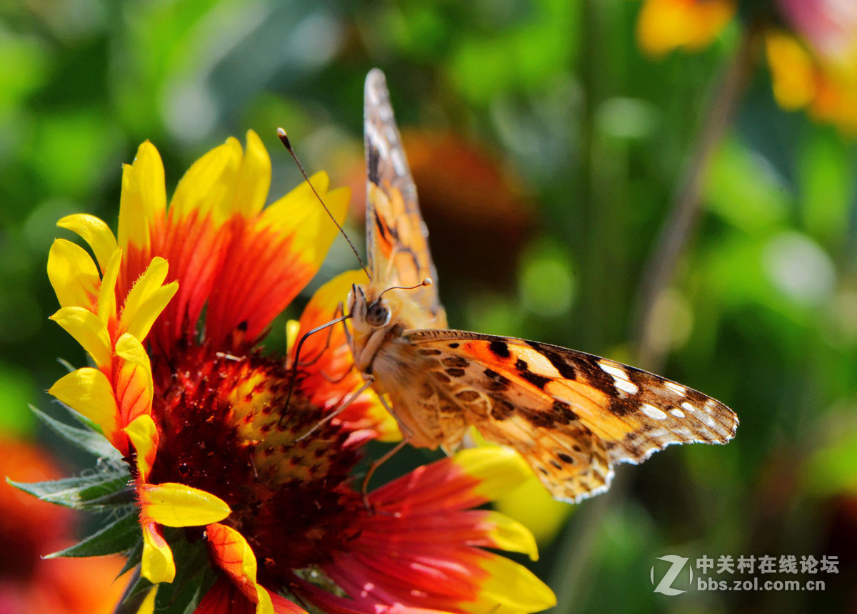 #尼康微距作品赏析第一期#手持拍蝴蝶手持拍蝴蝶