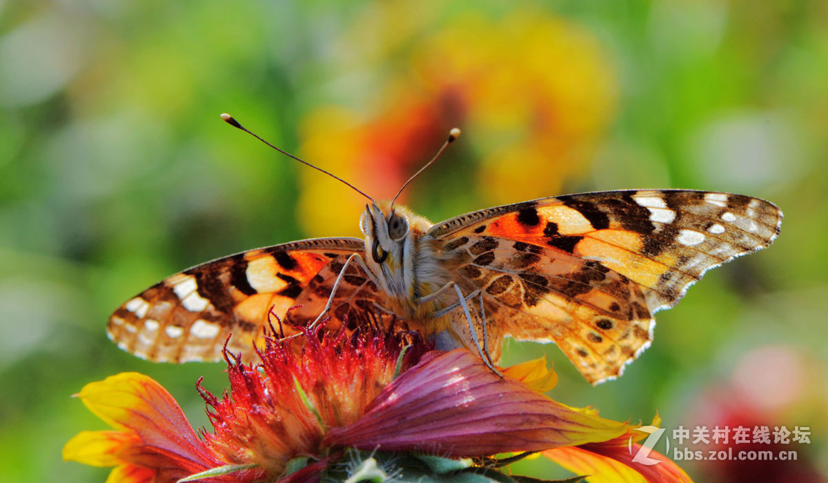 #尼康微距作品赏析第一期#手持拍蝴蝶手持拍蝴蝶
