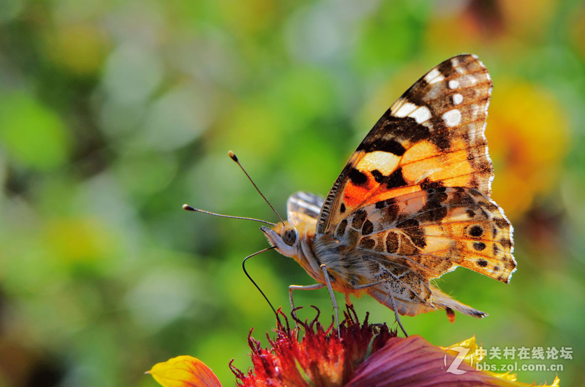 #尼康微距作品赏析第一期#手持拍蝴蝶手持拍蝴蝶