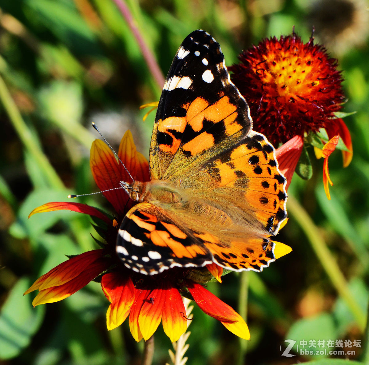 #尼康微距作品赏析第一期#手持拍蝴蝶手持拍蝴蝶