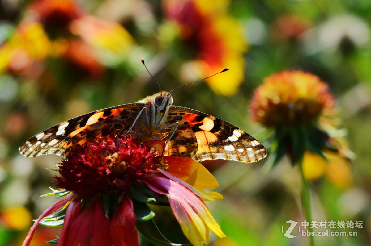 #尼康微距作品赏析第一期#手持拍蝴蝶手持拍蝴蝶
