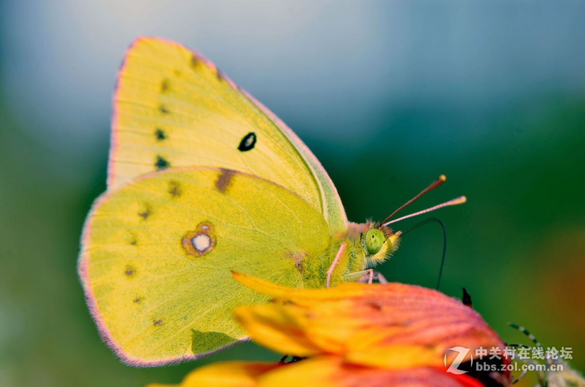 #尼康微距作品赏析第一期#手持拍蝴蝶手持拍蝴蝶