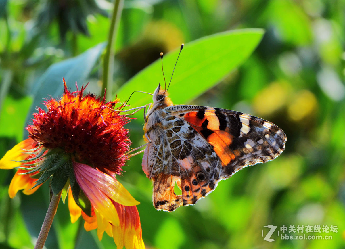 #尼康微距作品赏析第一期#手持拍蝴蝶手持拍蝴蝶
