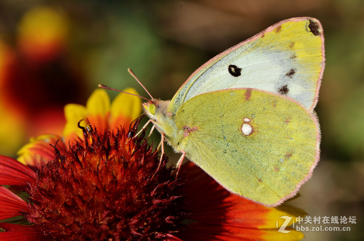 #尼康微距作品赏析第一期#手持拍蝴蝶手持拍蝴蝶