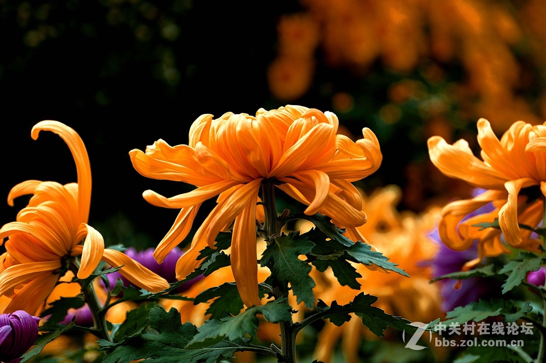 《菊影送祝福》祝菏泽摄影星空(中国)开版大吉，贺文亭老师荣任首版