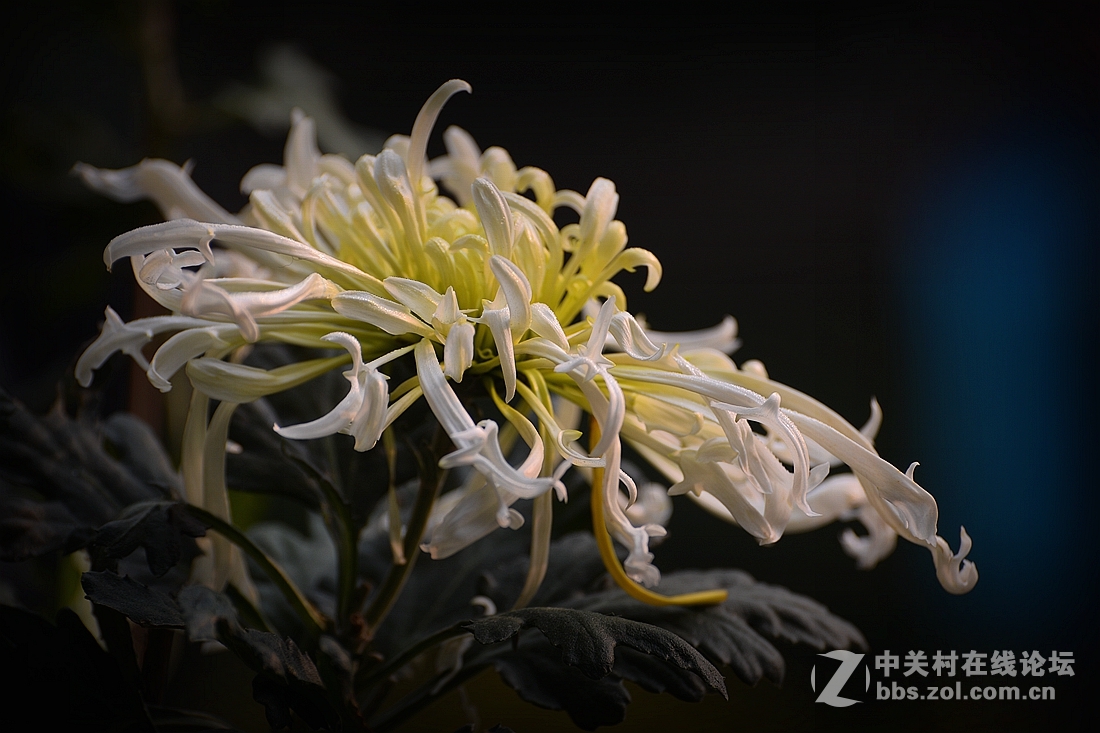 《菊影送祝福》祝菏泽摄影星空(中国)开版大吉，贺文亭老师荣任首版