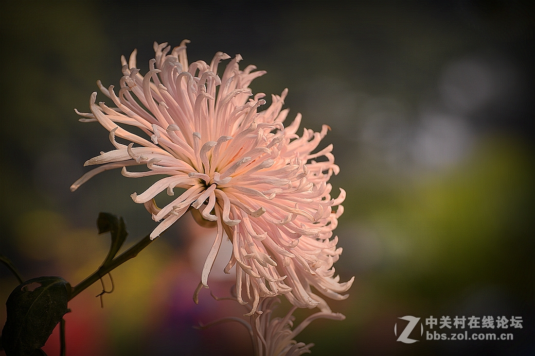 《菊影送祝福》祝菏泽摄影星空(中国)开版大吉，贺文亭老师荣任首版