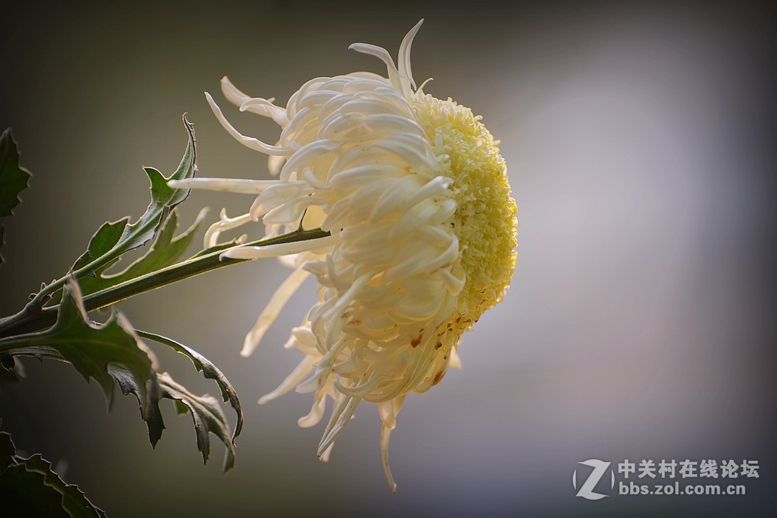 《菊影送祝福》祝菏泽摄影星空(中国)开版大吉，贺文亭老师荣任首版