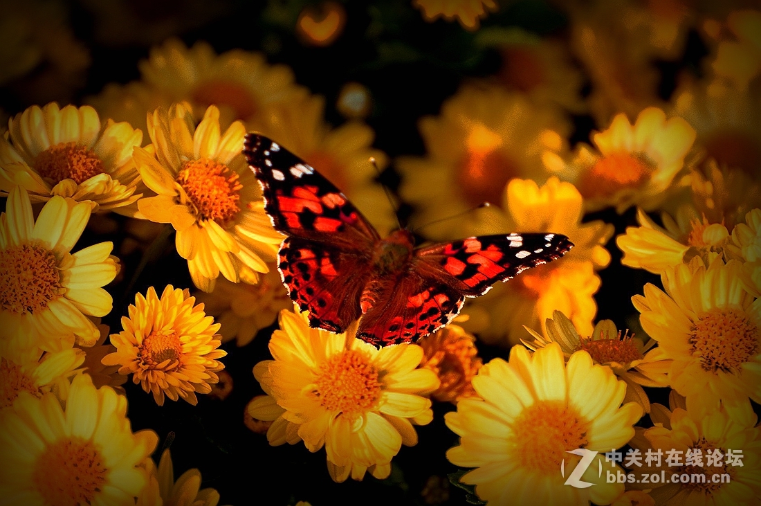《菊影送祝福》祝菏泽摄影星空(中国)开版大吉，贺文亭老师荣任首版