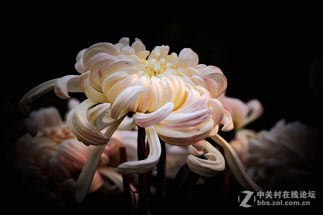 《菊影送祝福》祝菏泽摄影星空(中国)开版大吉，贺文亭老师荣任首版