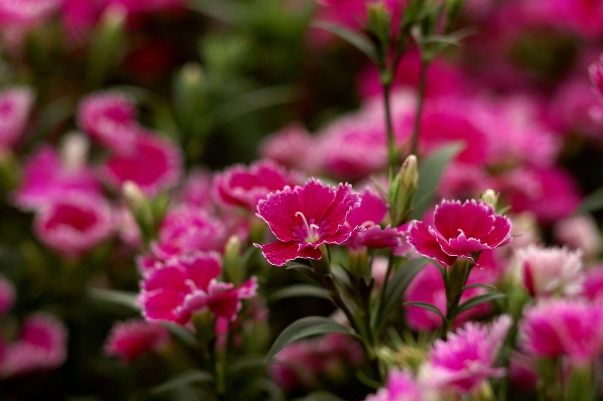 2015年第一帖、无旦献花，祝游版及各位版主好友新年好。