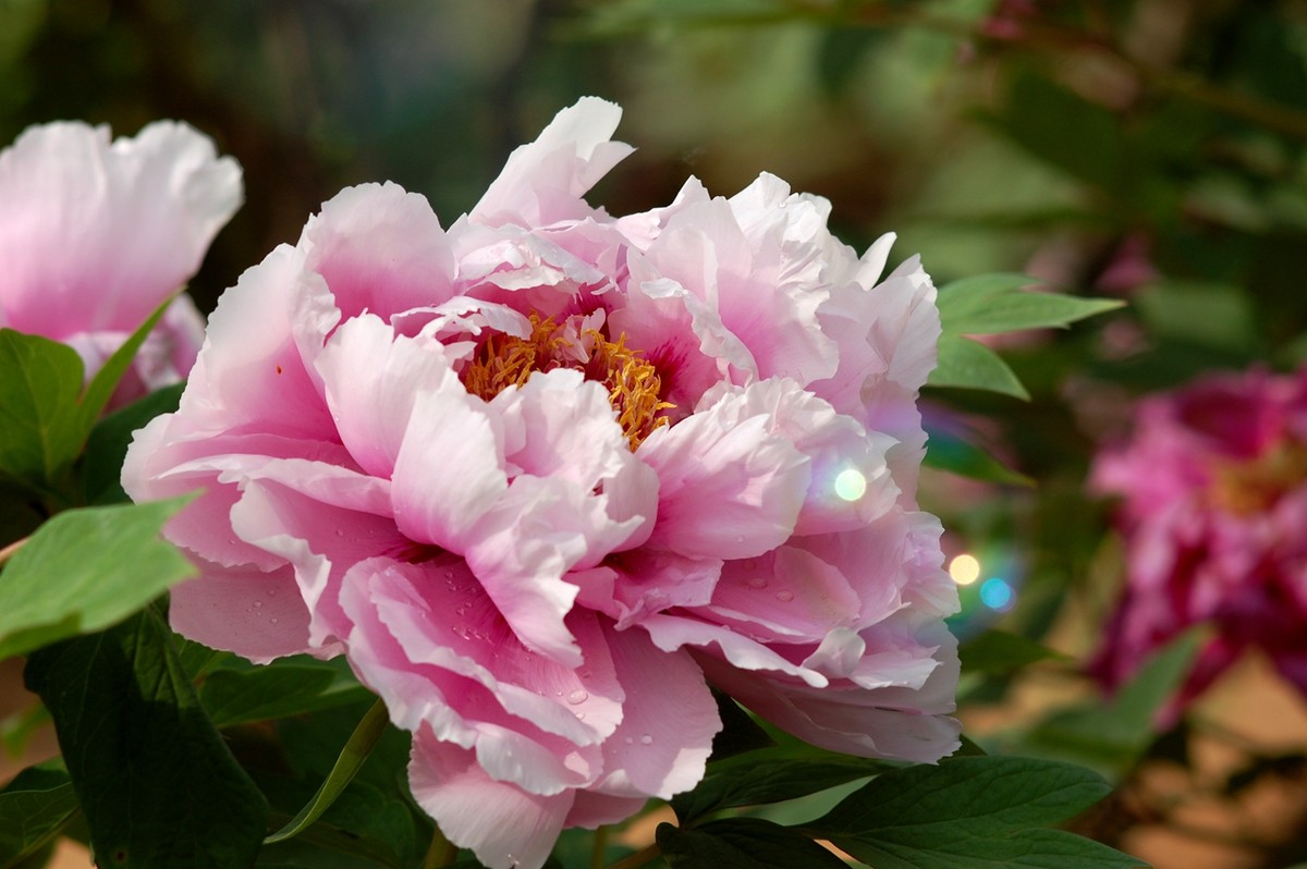 2015年第一帖、无旦献花，祝游版及各位版主好友新年好。