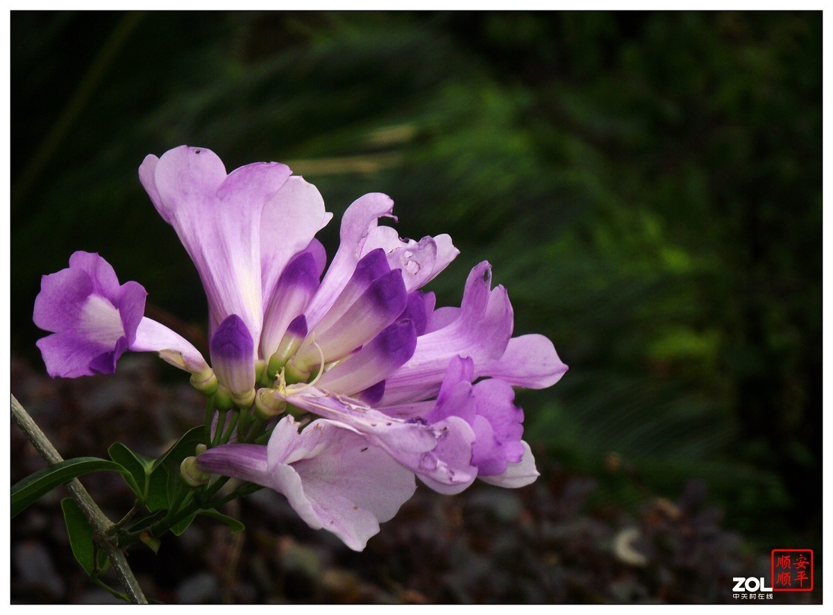 富士S2600二手货(手淘价286元)试机拍摄效果，欢迎摄友点评及指正！