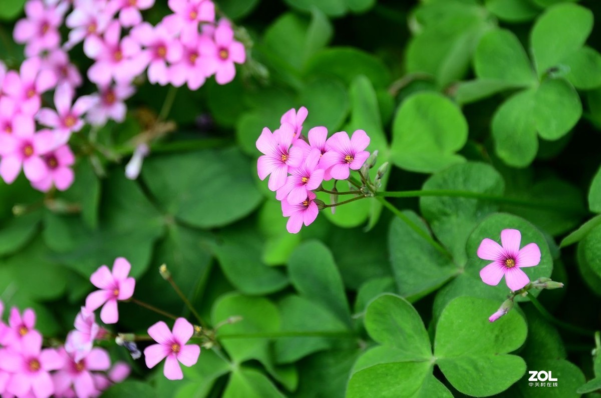 花卉系列【1990】