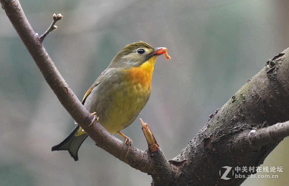 #尼康鸟类作品赏析第五期#冬日相思鸟