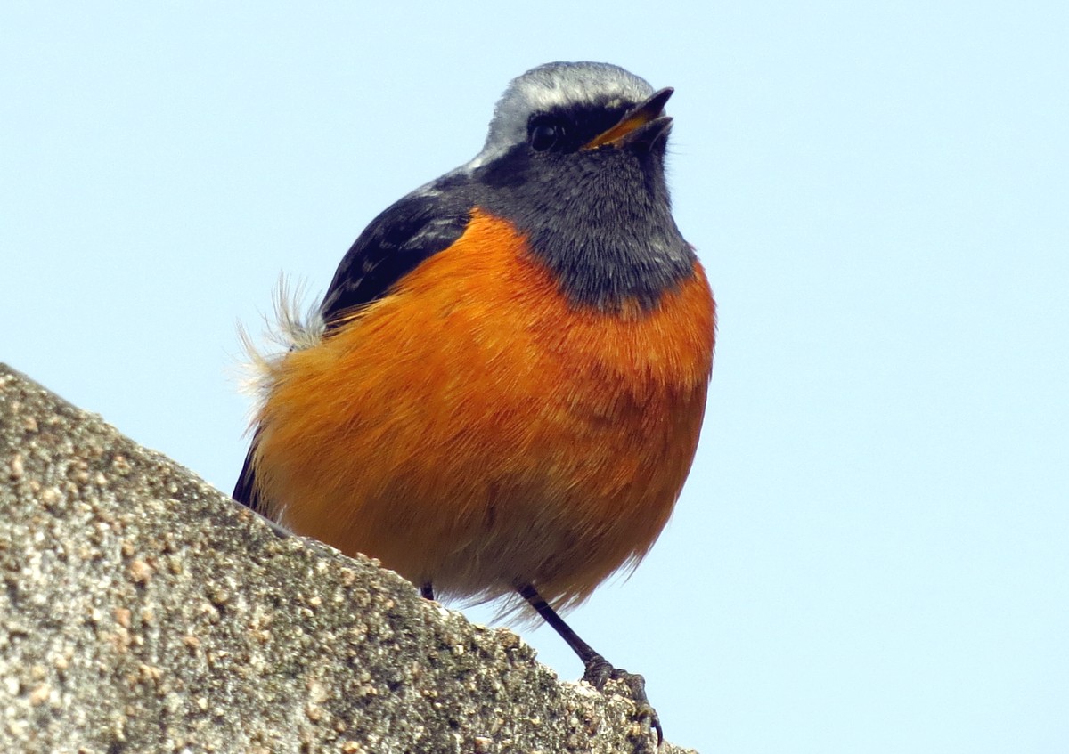 久霾元无雨，复见艳阳天。乖鸟应无恙，傲立独悠然。