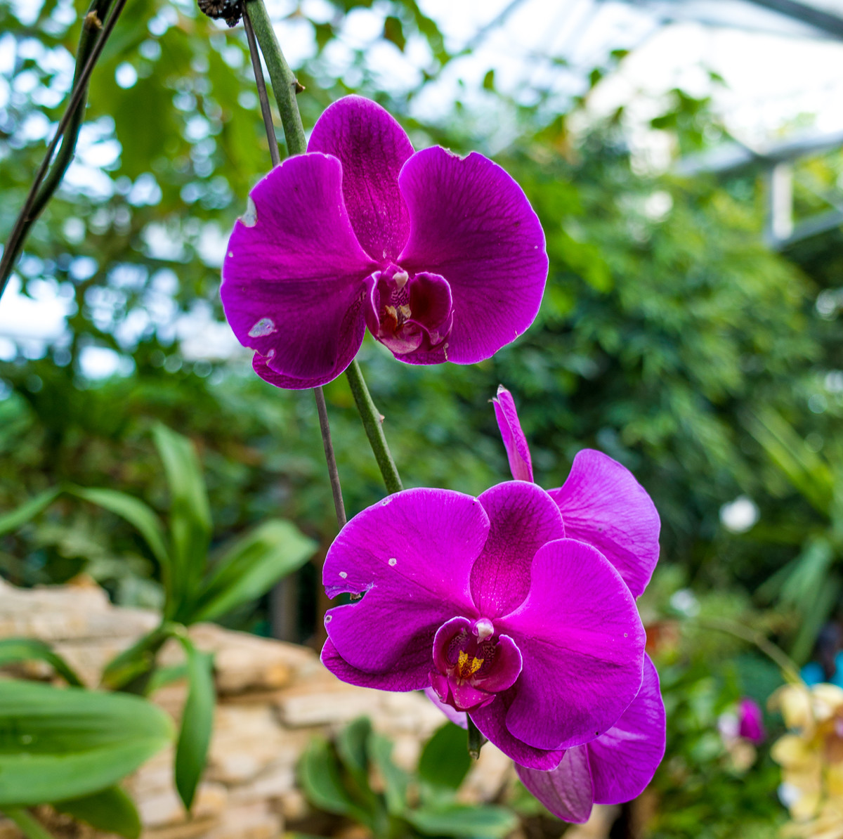 GR越用越爱------花卉大观园