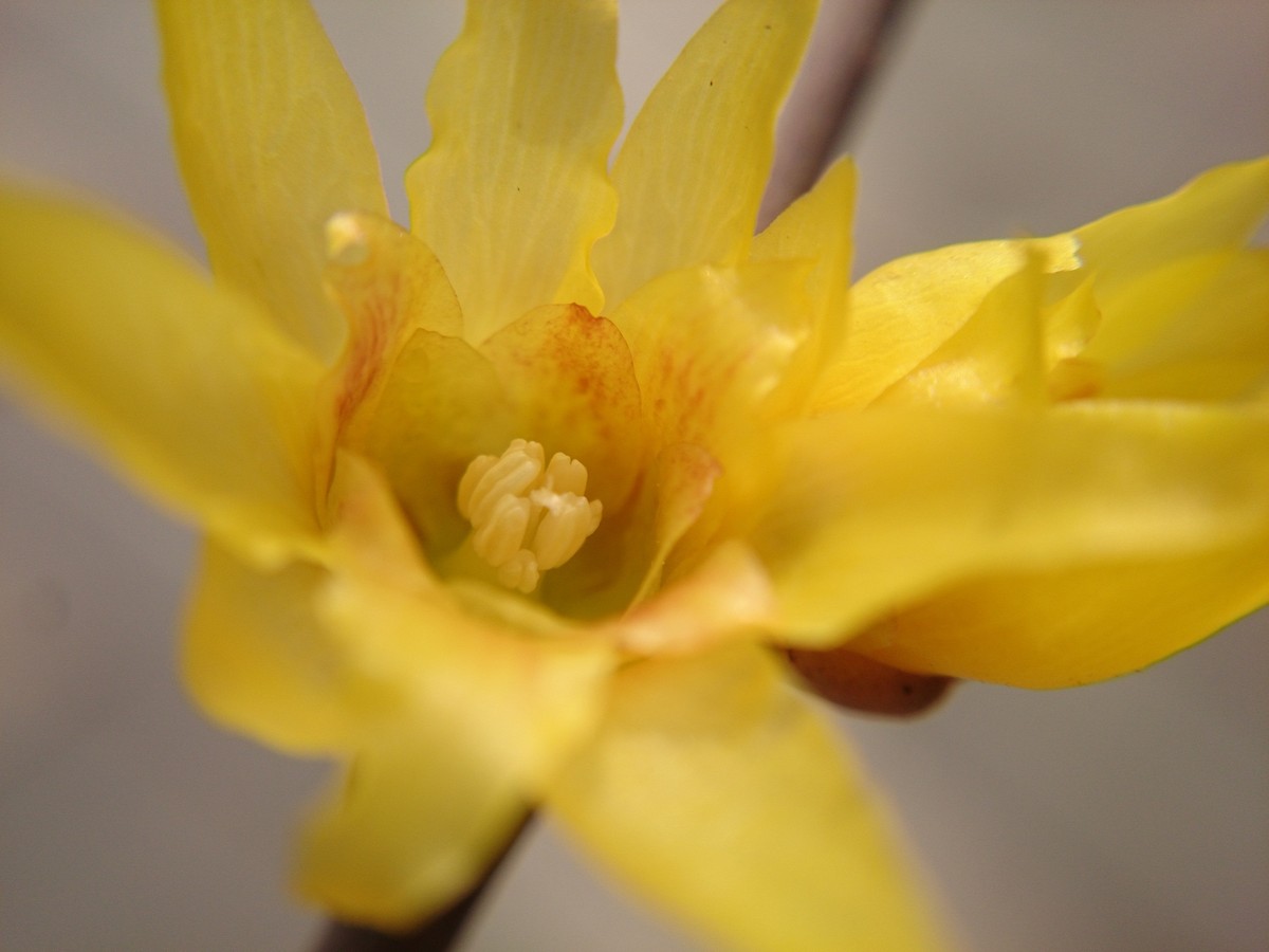 Sony L39h 午后几张。。。