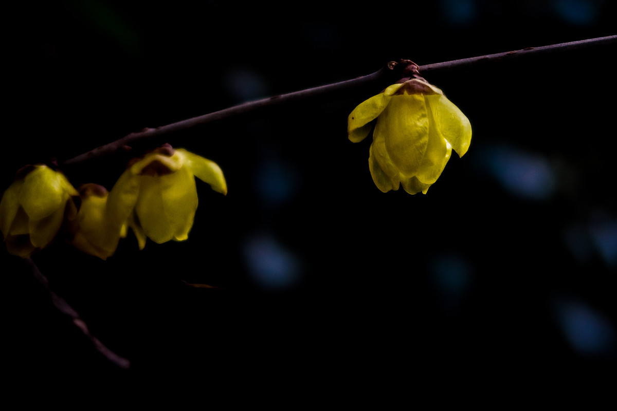 G7X拍腊梅，请大家指点！！