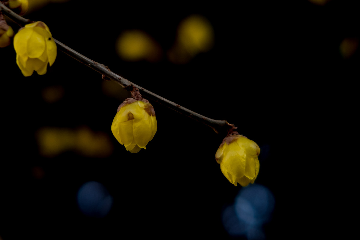 G7X拍腊梅，请大家指点！！