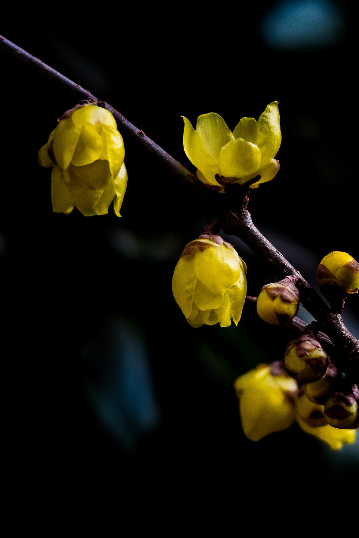 G7X拍腊梅，请大家指点！！