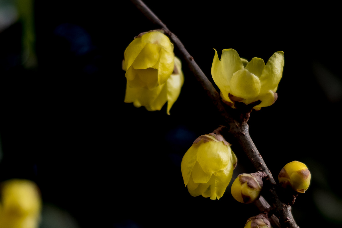 G7X拍腊梅，请大家指点！！