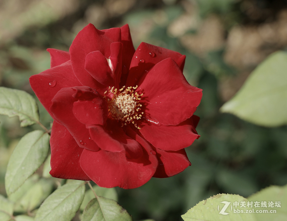 一枝独秀——一组早期练机帖