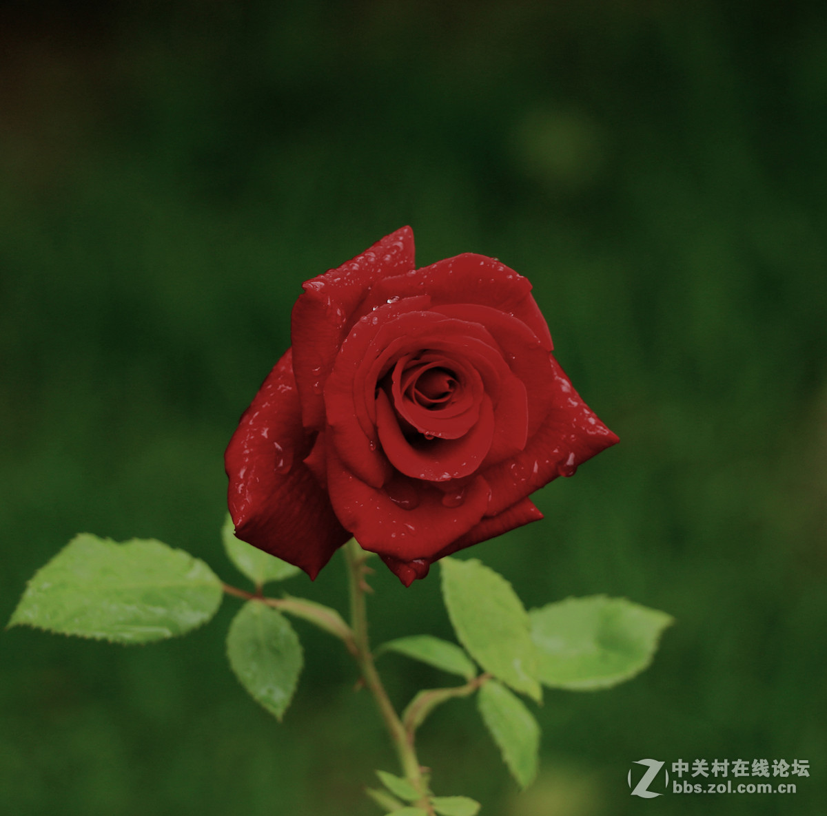 一枝独秀——一组早期练机帖