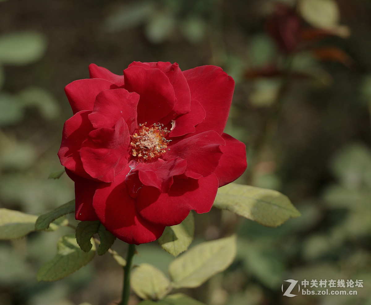 一枝独秀——一组早期练机帖