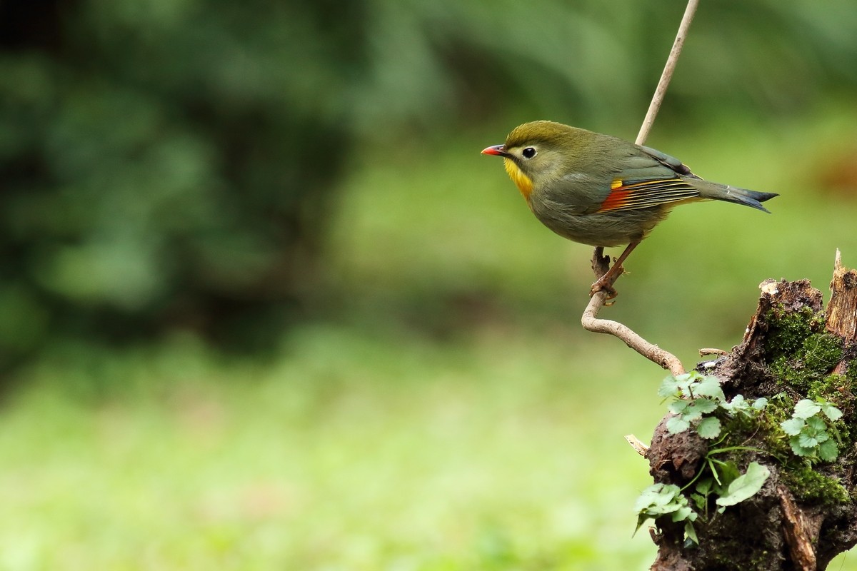 宝兴歌鸫与相思鸟