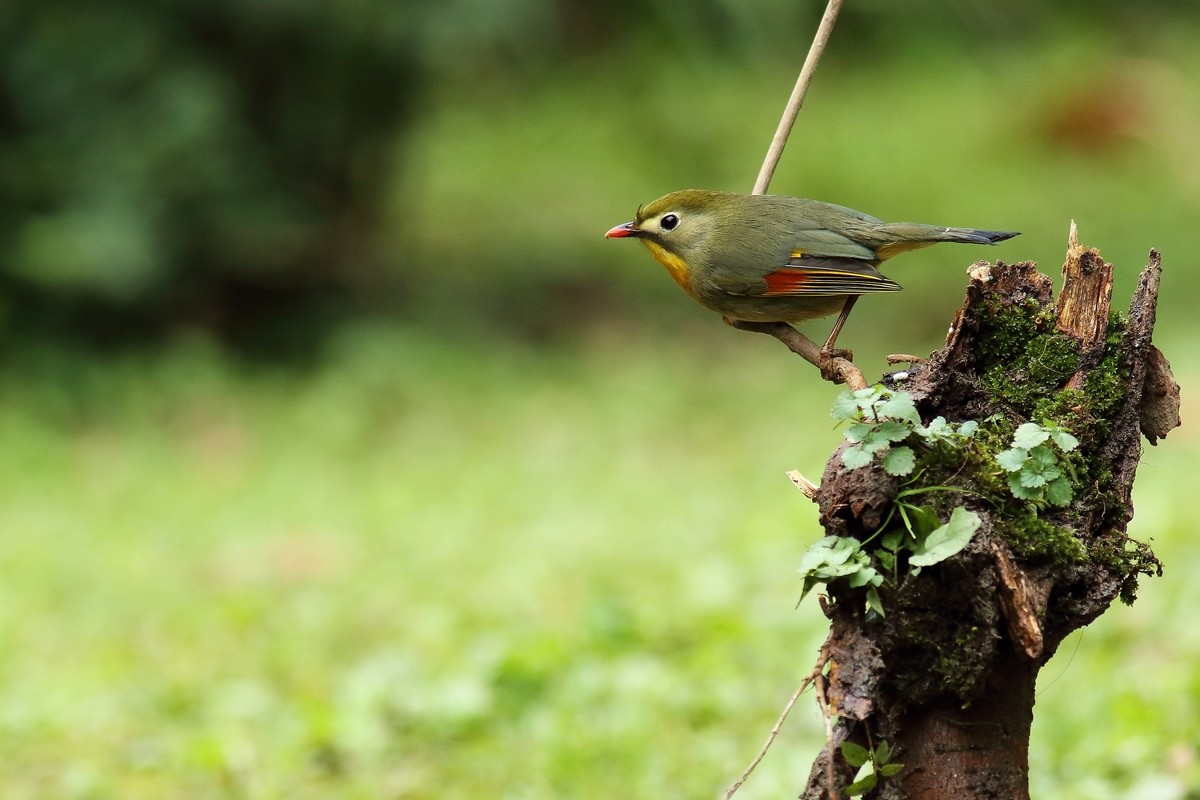 宝兴歌鸫与相思鸟