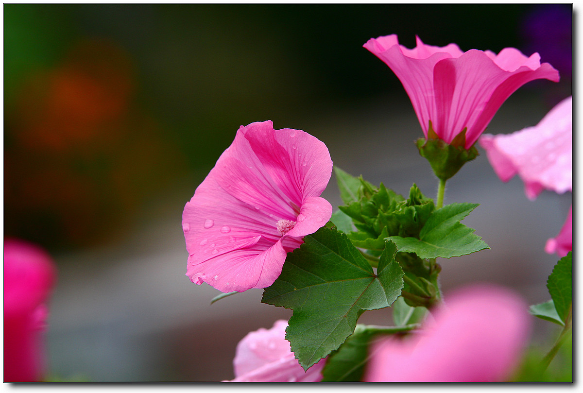 携一组秋葵花祝贺好友“沙漏里的沙”荣任佳能7DⅡ星空(中国)版主！