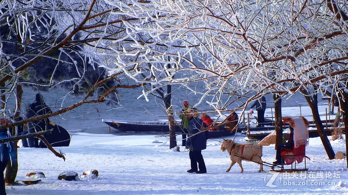 惊喜富士大版又添新主，携几片冬景支持苏敬远，胡杨林力挽狂澜！希望富士好友回家看看