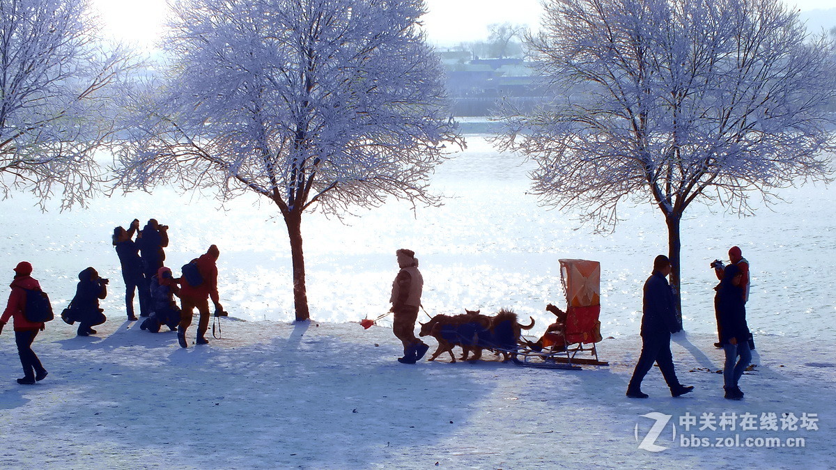 惊喜富士大版又添新主，携几片冬景支持苏敬远，胡杨林力挽狂澜！希望富士好友回家看看