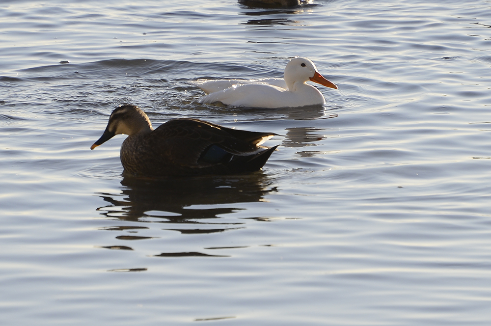 鸭绿江上的白野鸭