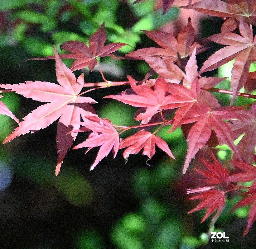 劍 阁 游 ,(31) [ 劍 门 关 风 景 区 梁 山 拍 红 叶 ] !